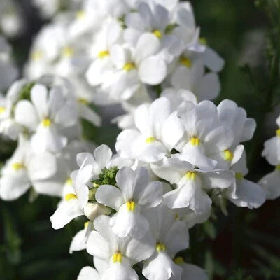 White Nemesia