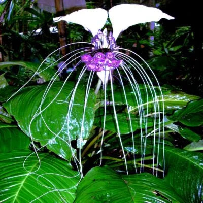 White Bat Orchid Flower