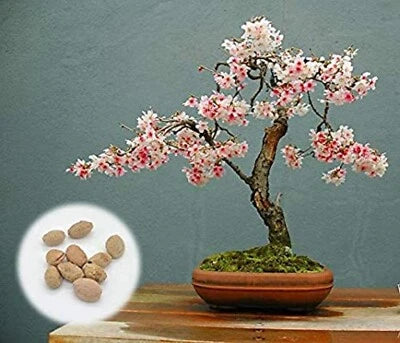 Japanese Flowering Cherry Blossom Bonsai