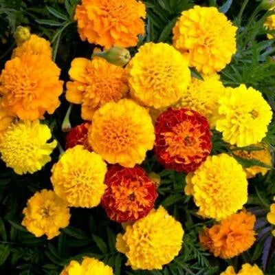 French Marigold Petite Mix Double Dwarf Flowers