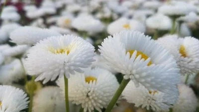 White Bellis Perennis Enorma Flower
