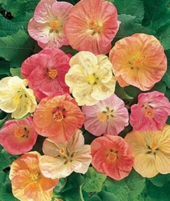 Abutilon Bella Tropical Flowering Maple Garden