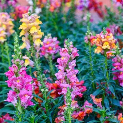 Tetra Snapdragon Antirrhinum Majus Flowers Usa Fast Ship
