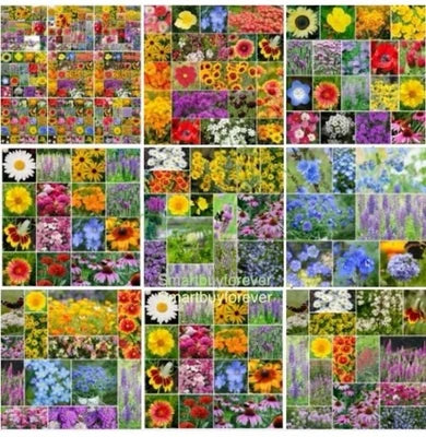 Annualperennial Wildflower Mix
