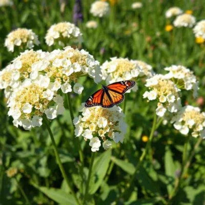 White Milkweed Swamp Asclepias Perennial Monarch Butterfly
