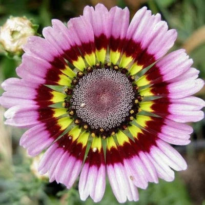 Pink Painted Mix Daisy Flower