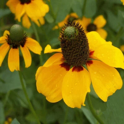 Clasping Coneflower