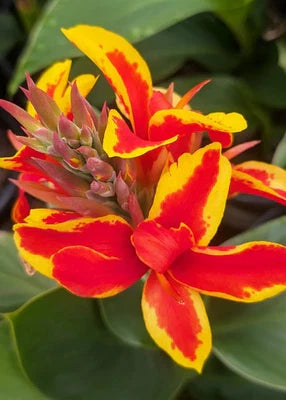 Red Golden Canna Lily Starters Flame Canna Arizona Grown From