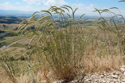 Canada Wild Rye