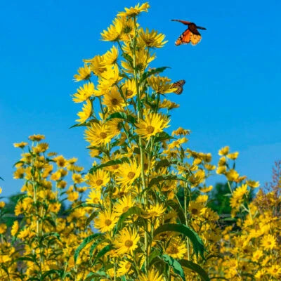 Sunflower Maximilian Perennial Flowers Butterflies Finches Usa Non Gmo