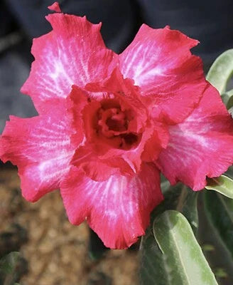 Pink Romantic Desert Rose