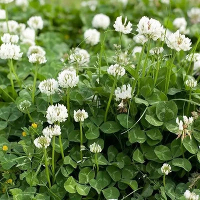White Ladino Clover