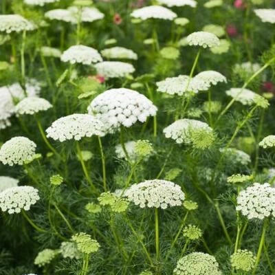 Bishops Flower