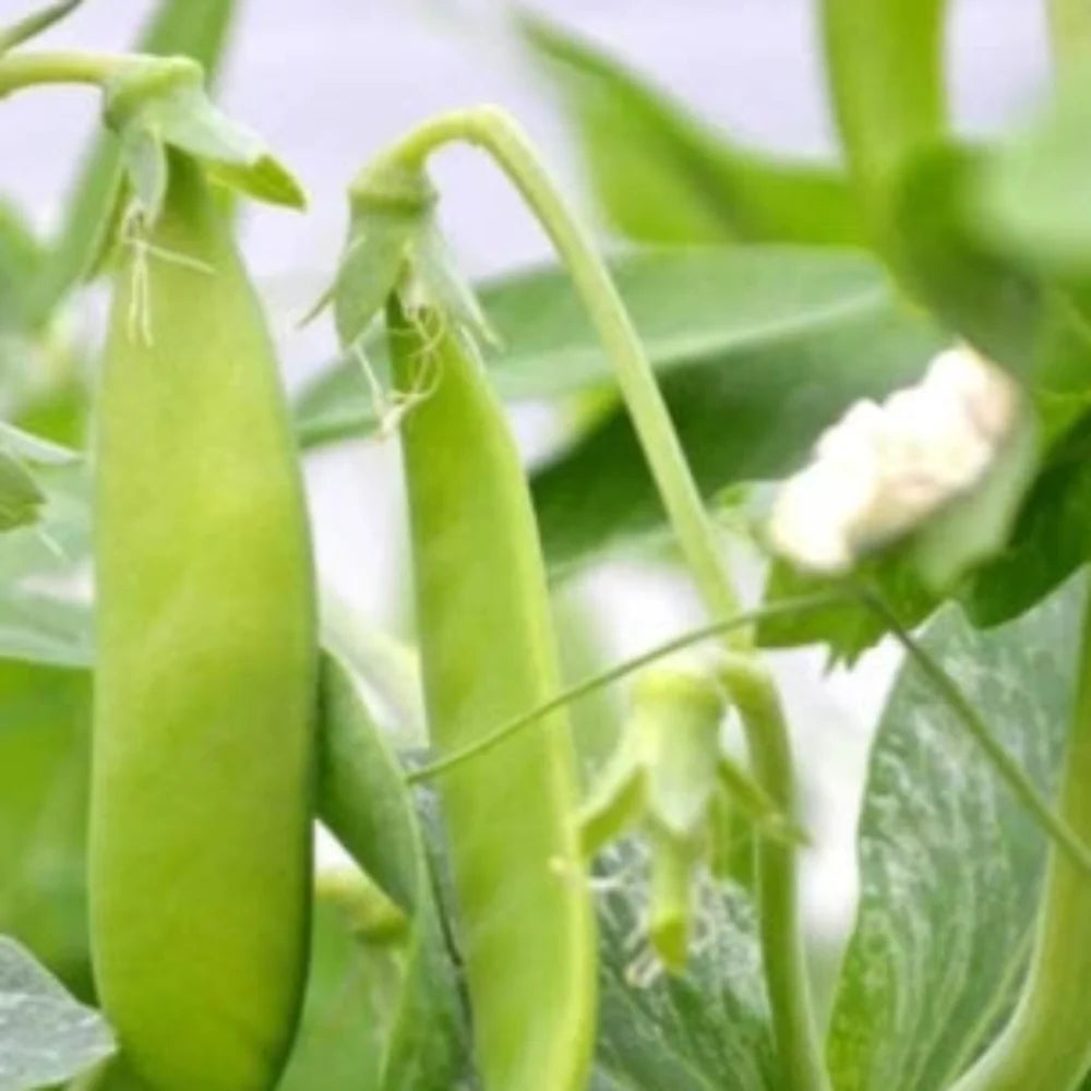 Ct Snow Pea
