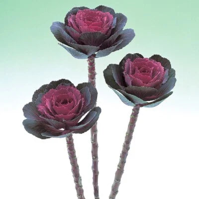 Flowering Kale