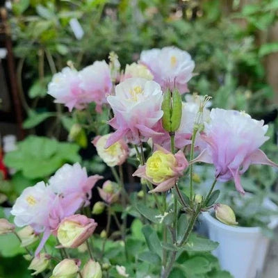 Pink White Double Columbine