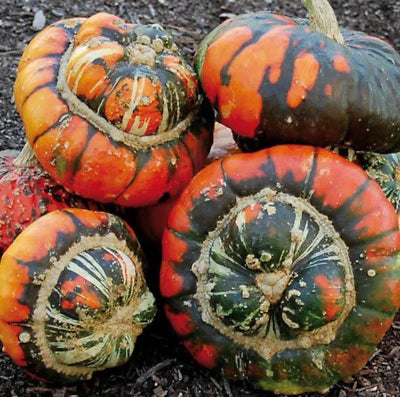 Turks Turban Pumpkin Gourd vegetable seeds For Planting - Heirloom, Organic & Non Gmo vegetable seeds for kitchen garden planting