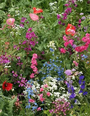 Wildflower Mix Shade With Perennials Species Pollinators Non Gmo