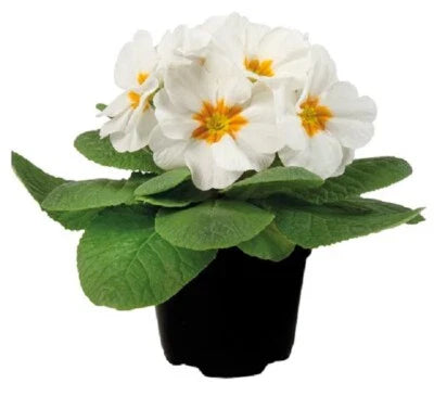 White Primula