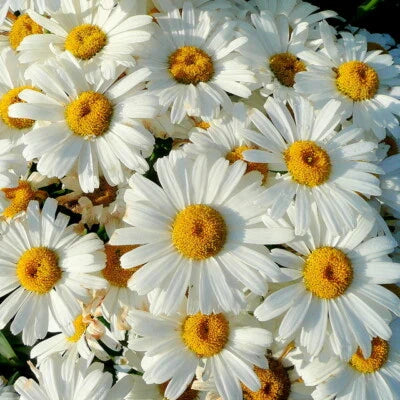 Shasta Daisy