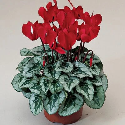 Cyclamen