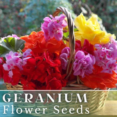 Geranium