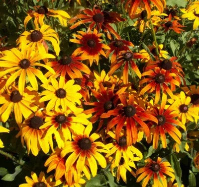 Gloriosa Daisy