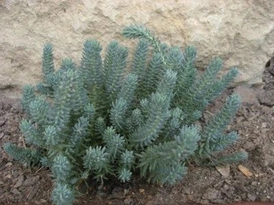 Blue Yellow Sedum Spruce Perennial Flower Drought Tolerant Groundcover
