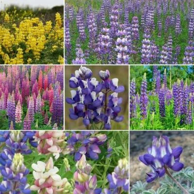Lupine Loopy Mix Fall