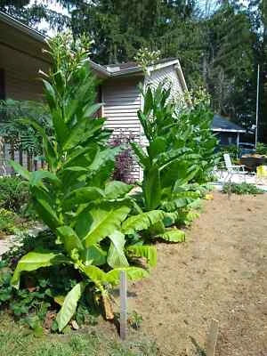 Tobacco