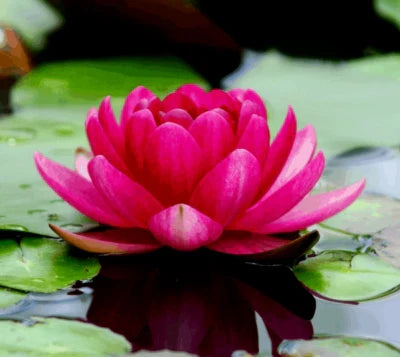 Lotus Colorful Water Lily Aquarium Plant Bulb Easy Grow Fs Lotus