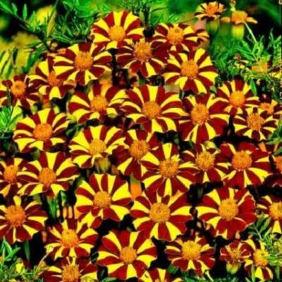 French Marigold Court Jester Harlequin Tall Beneficial Plant Non Gmo