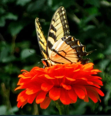 Orange Zinnia King Double Songbirds Butterflies Hummingbirds Non Gmo