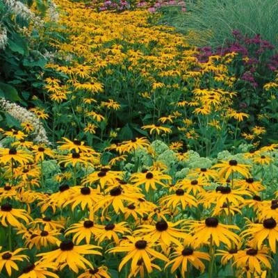 Black Eyed Susan Perennial Rudbeckia Native Wildflower Usa Non Gmo