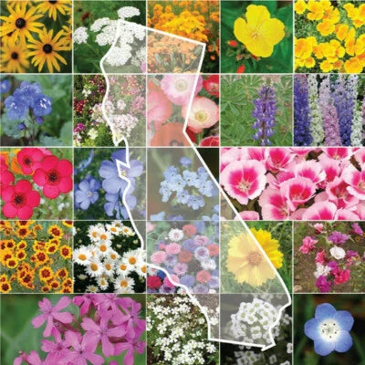 Calinia Wildflower Mix Fresh This Year