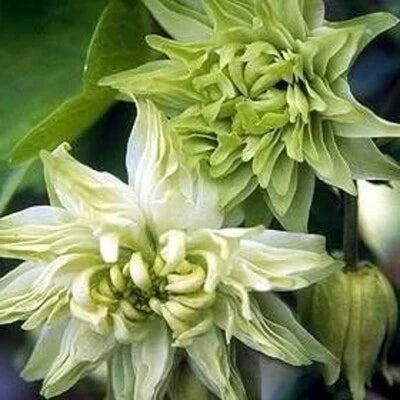 Green Aquilegia Flowered Columbine Frost Lime Perennial Clematis Flower