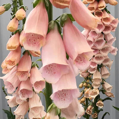 Apricot Beauty Foxglove
