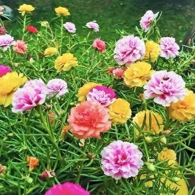 Moss Rose Portulaca Double Mix Portulaca Grandiflora Usa
