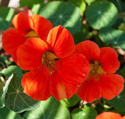 Empress Of India Nasturtium