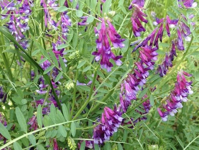 Hairy Vetch