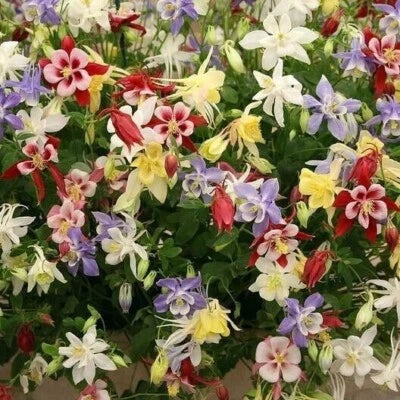 Wildflower Mix