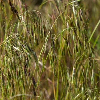 Prairie Brome