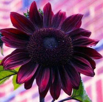 Chocolate Cherry Sunflower