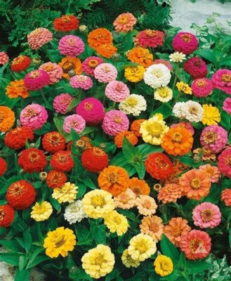 Zinnia Mixed