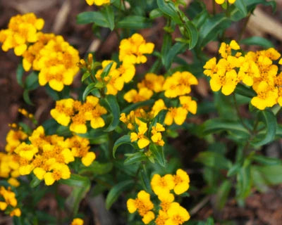 Mexican Tarragon