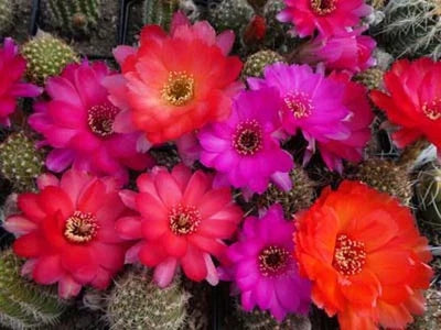 Chamaelobivia Peanut Cactus Rainbow Giant Cactus