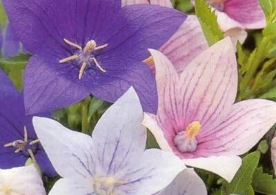 White Blue Pink Popper Balloon Party Perennial Star Shaped Flower Rare