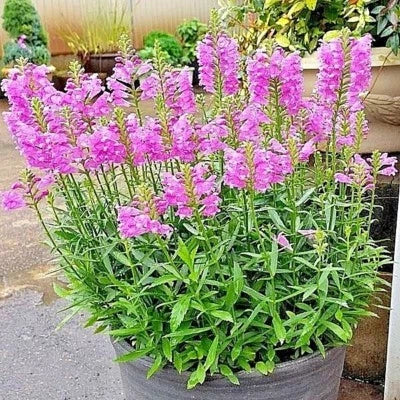 Obedient Plant Flower