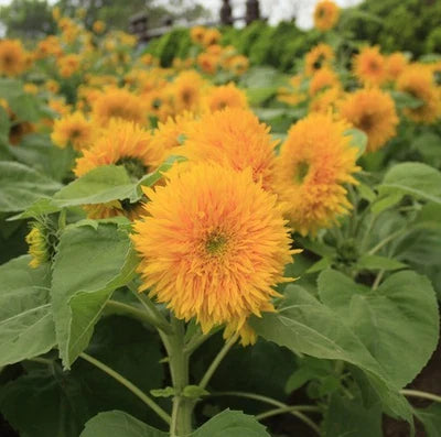 Teddy Bear Sunflower