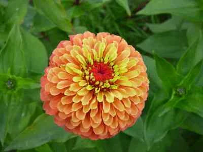 Orange Zinnia